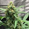 Chronic Ryder BX autoreg, Фасовка: 5